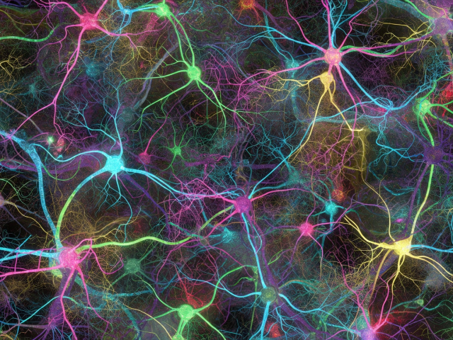 Dense tangle of colour-coded neuron reconstructions forming a fruit fly brain wiring diagram